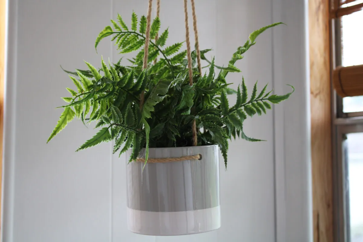 Helecho para decorar el hogar en maceta colgante.